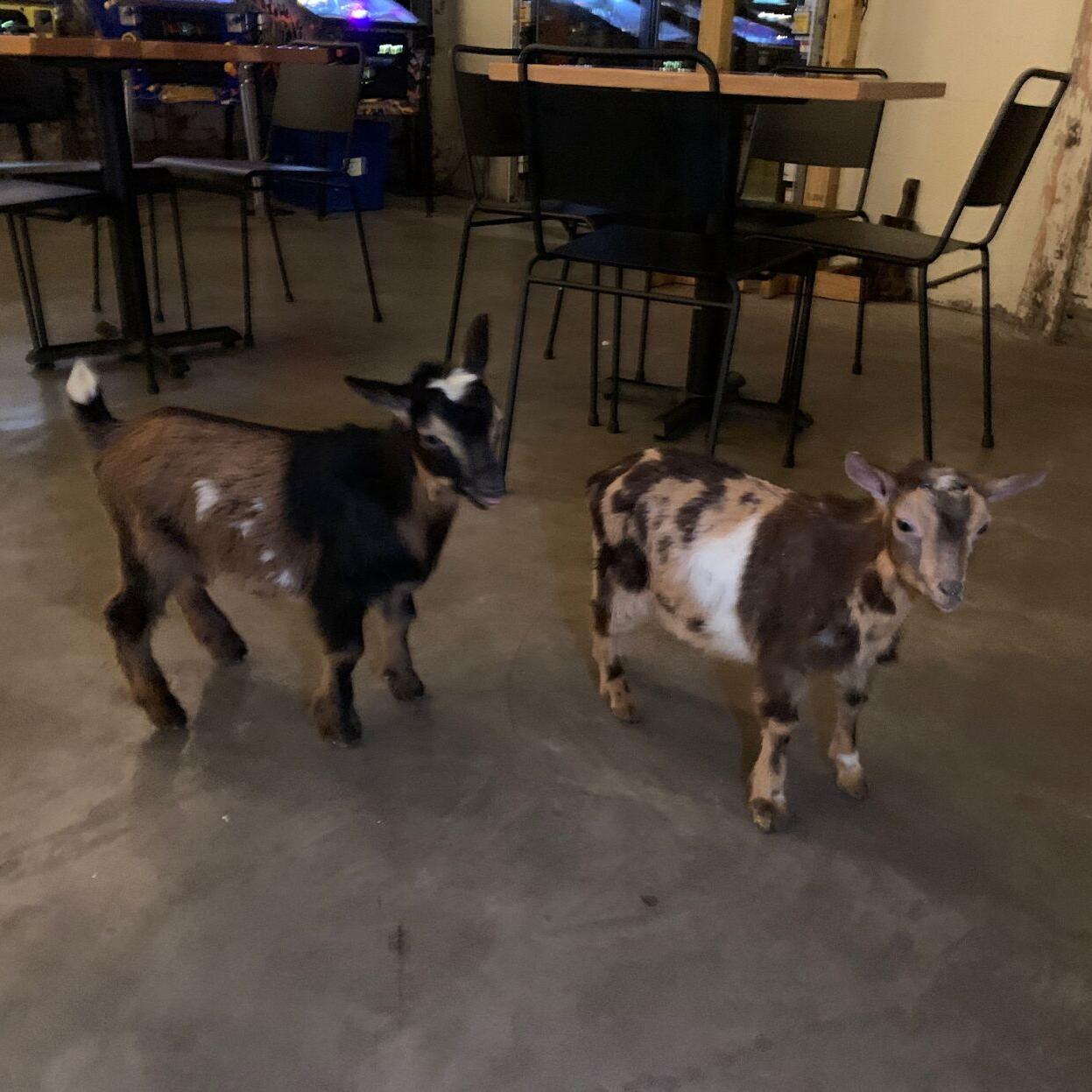 Two goats that will be at Bock and Wurst Fest - Keith Kaiser - 3.16.23